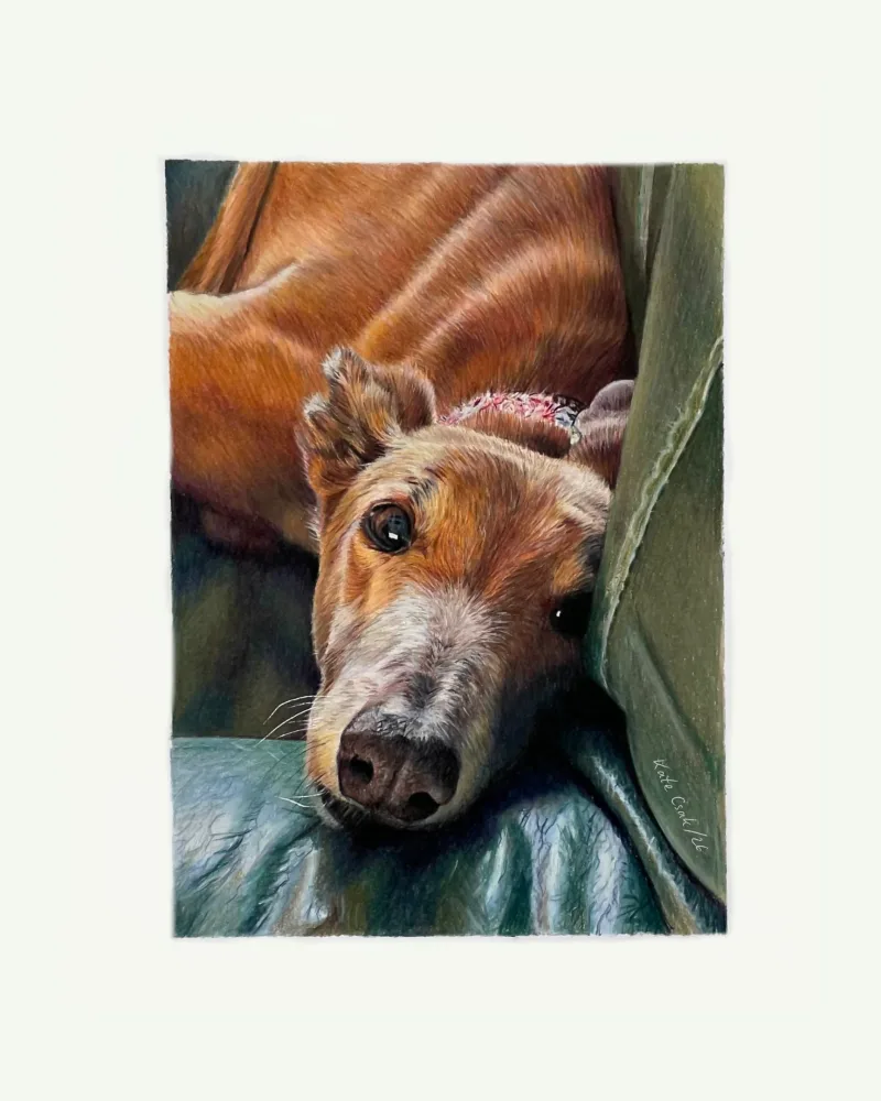 Colored pencil portrait of Alex, a red-brown sighthound resting its head on a green blanket