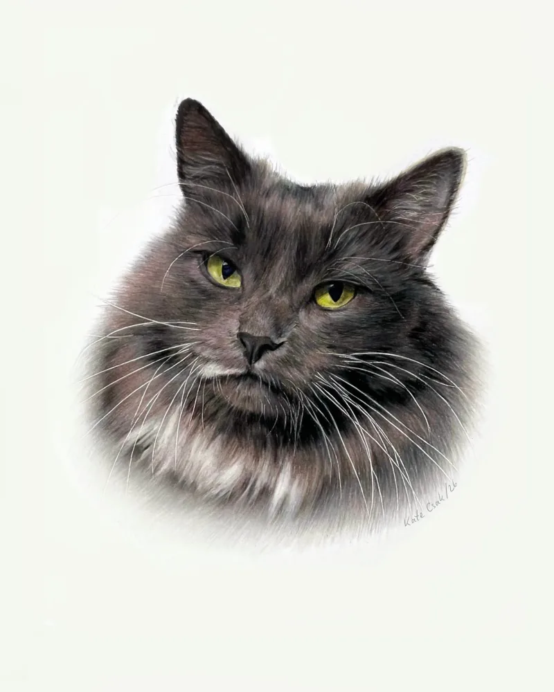 Colored pencil portrait of Bella, a long-haired grey cat with yellow eyes