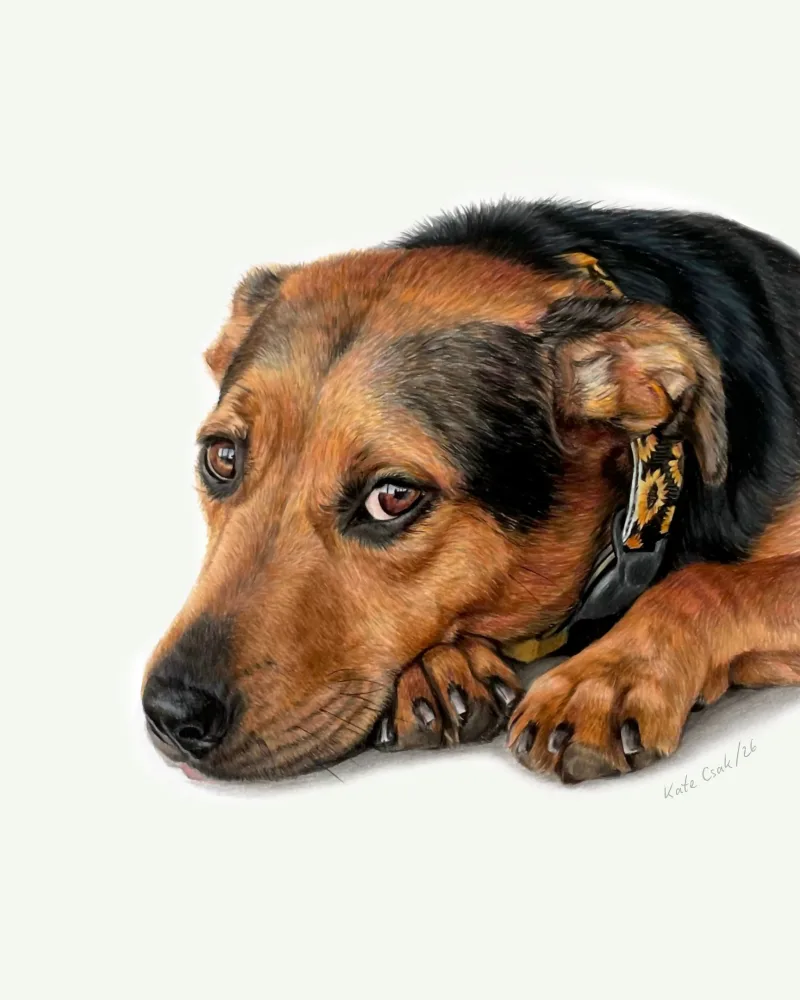 Colored pencil portrait of Daisy, a tan and black hound resting its chin on its paws