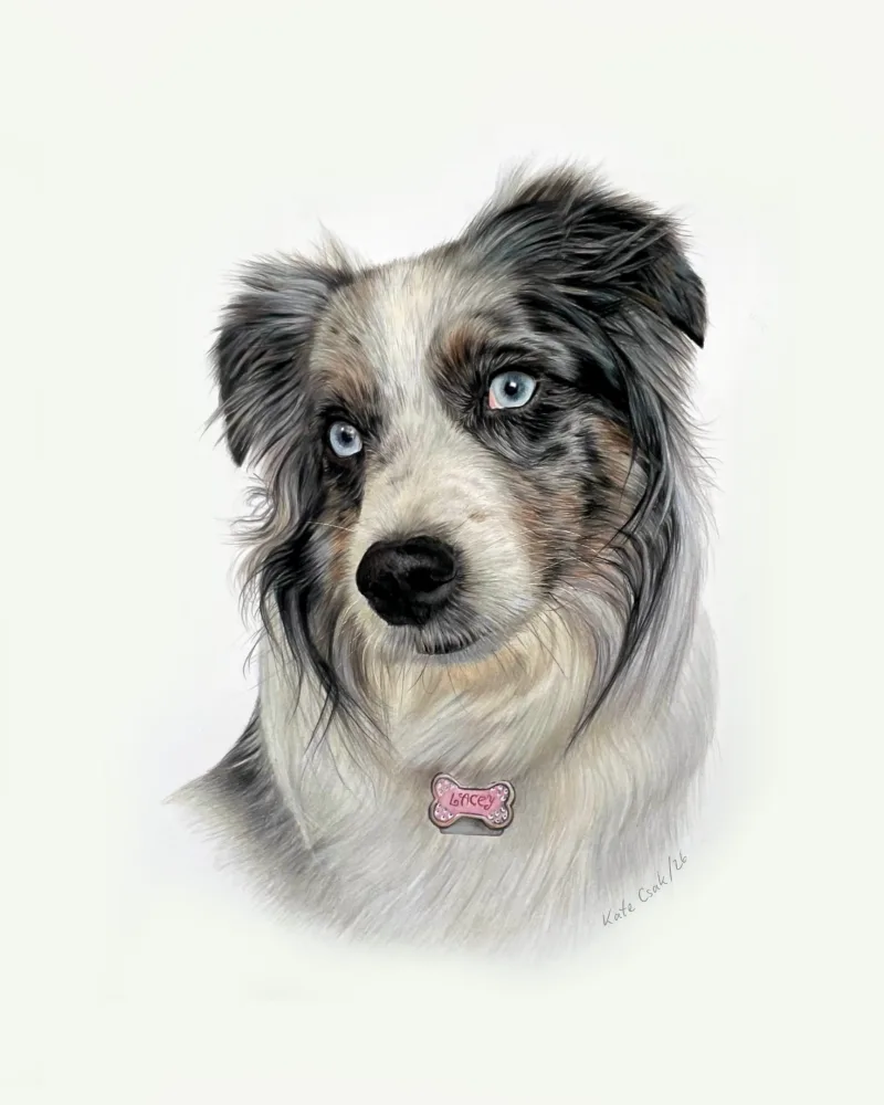 Colored pencil portrait of Lacey, a blue merle dog with one pale blue eye and a pink bone-shaped tag