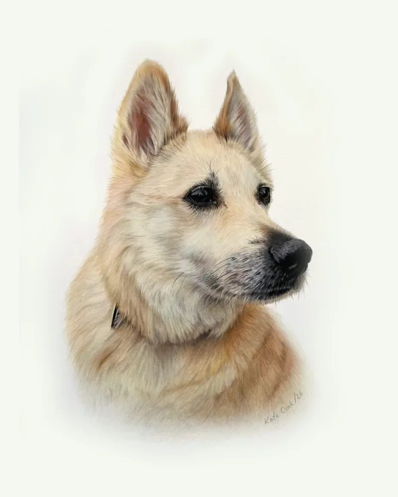 Colored pencil portrait of Loki, a cream-coated shepherd-type dog in profile, ears up