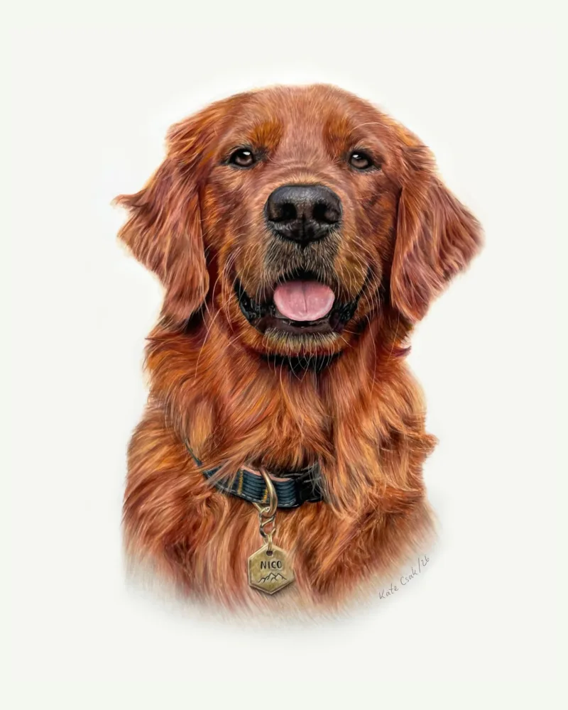 Colored pencil portrait of Nico, a red-gold retriever with a soft, open-mouthed smile, wearing a leather collar and tag