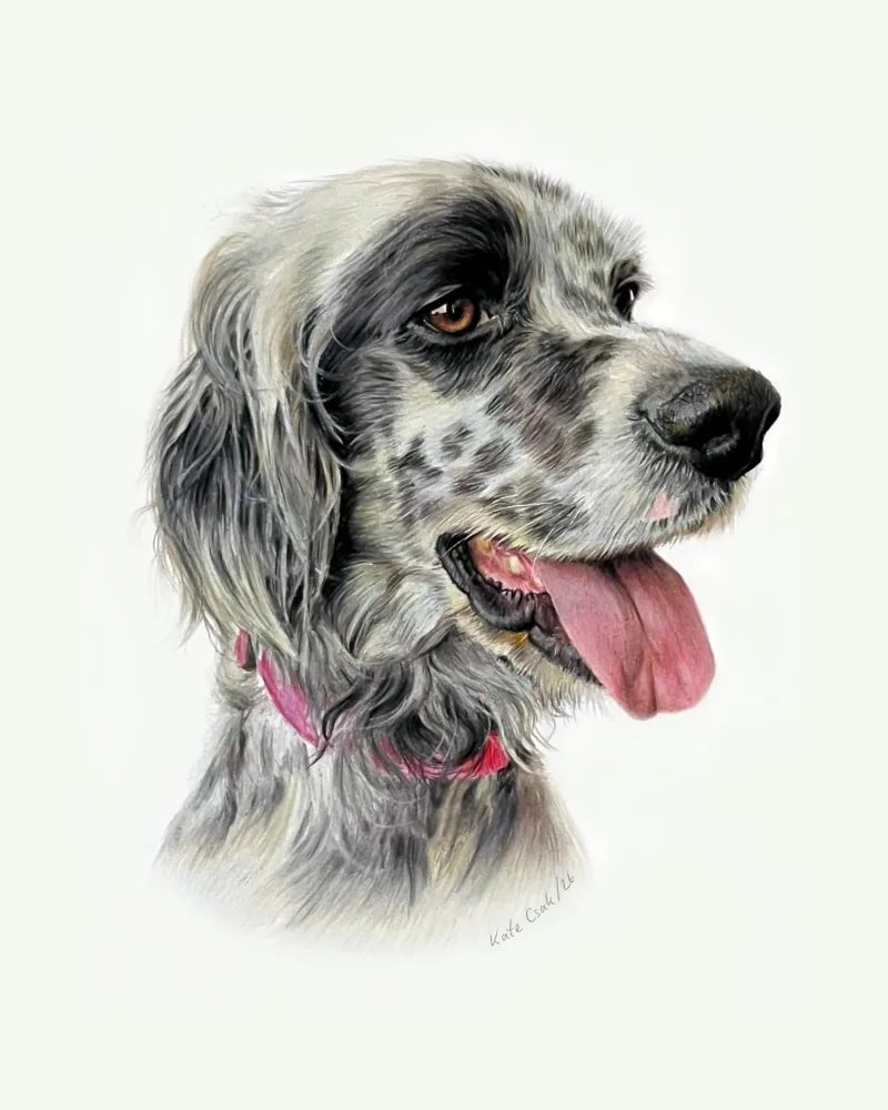 Colored pencil portrait of Pippilotta, a speckled setter with long feathered ears, tongue out, wearing a pink collar