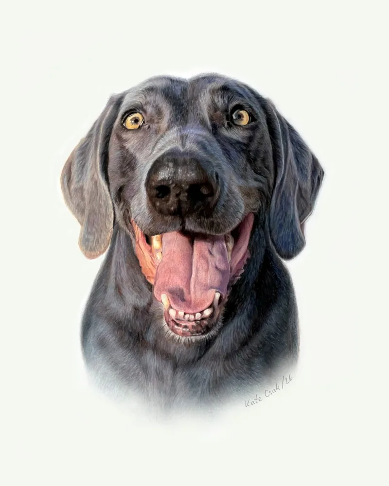Colored pencil portrait of Polo, a silver-grey dog with amber eyes and a wide, happy grin